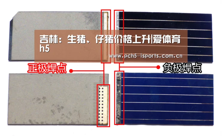 吉林:生猪、仔猪价格上升|爱体育h5(图1) 爱体育平台