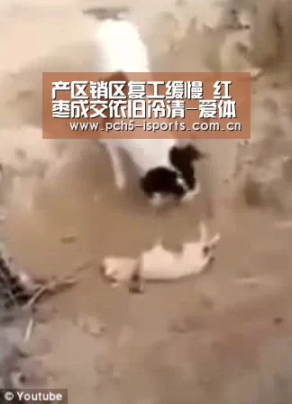 产区销区复工缓慢 红枣成交依旧冷清-爱体育平台(图4) 爱体育入口